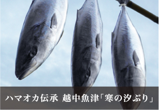 ハマオカ伝承 越中魚津「寒の汐ぶり」