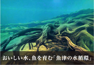 おいしい水、魚を育む「魚津の水循環」